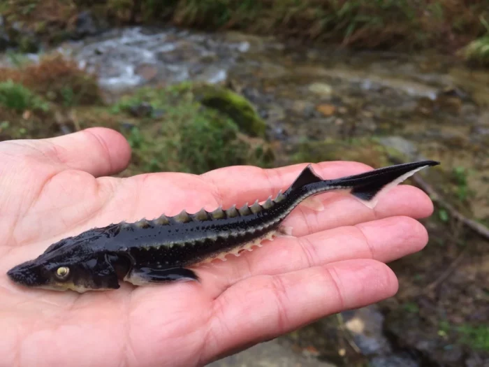 Top 25 des variétés et races de poissons rouges, où ils vivent et à quoi ils ressemblent