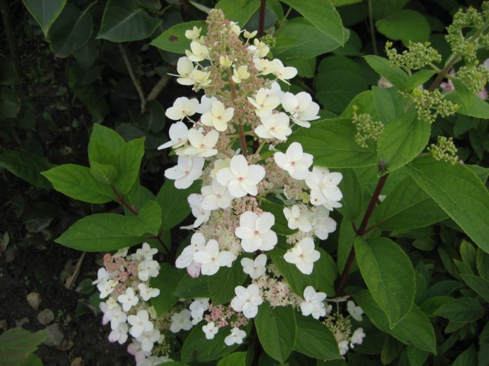 paniculate hortenzie Tardiva fotografie