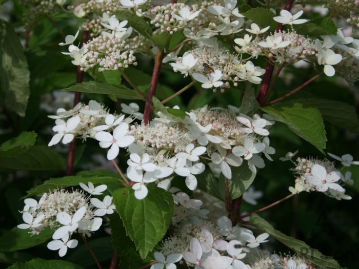 paniculate hortenzie Tardiva fotografie