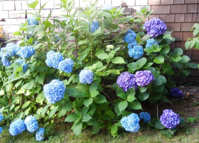 Variedad de hortensias Early Blue foto