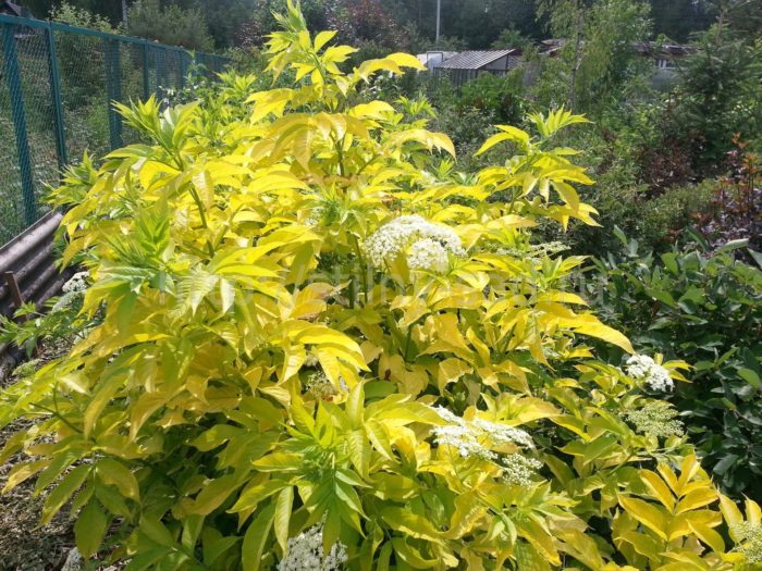 Description of black elderberry variety Aurea photo