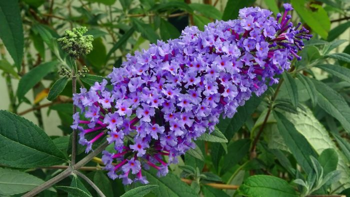 Ποικιλία Buddleia Davida Nano Blue