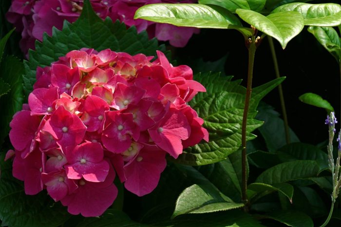 hortensia roja