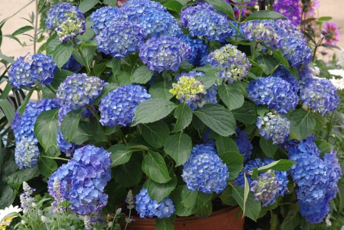 Variedad de hortensias Early Blue foto