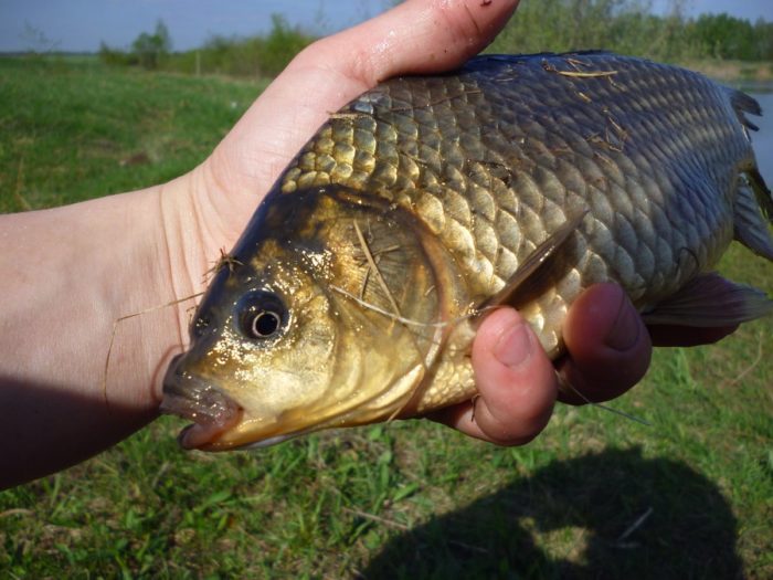 paano tumubo ang crucian carp photo