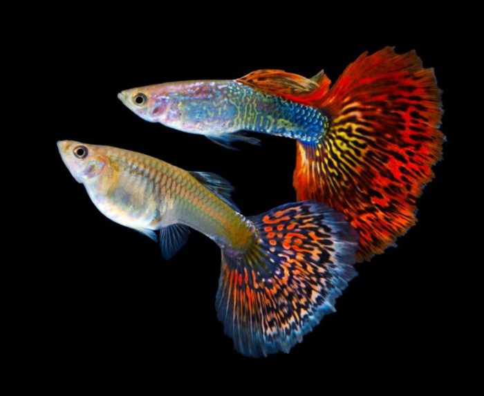 Top 20 most beautiful fish in the world, their descriptions and characteristics