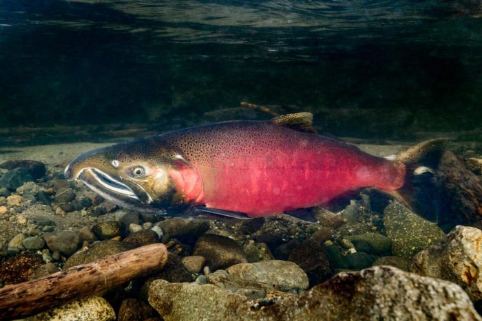 Top 25 odrůd a plemen červených ryb, kde žijí a jak vypadají