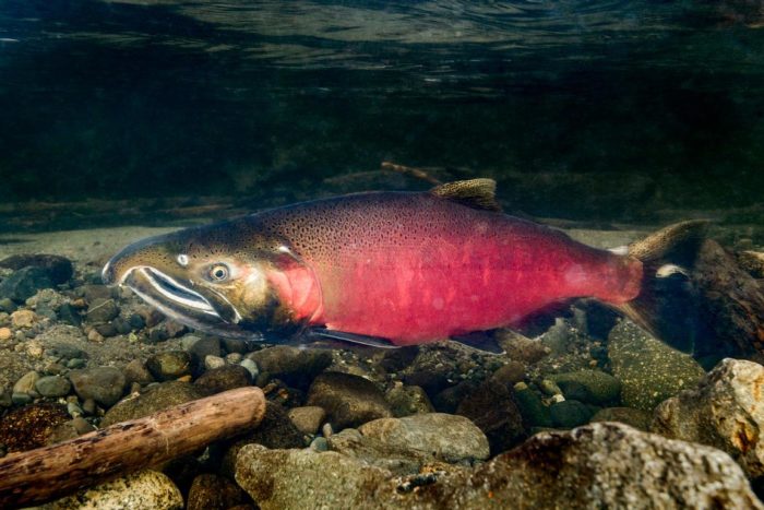 Top 25 varieties and breeds of red fish, where they live and what they look like