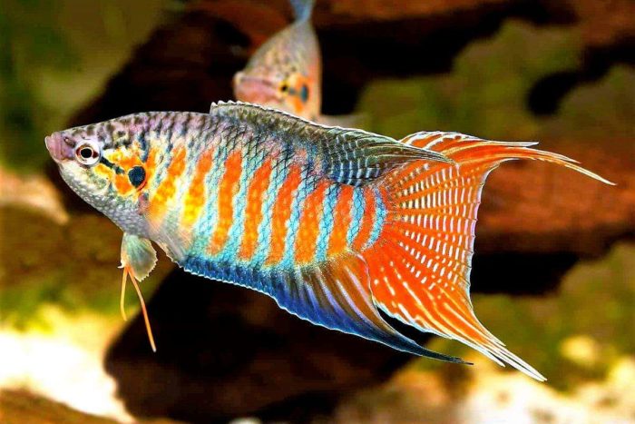 Top 20 nejkrásnějších ryb na světě, jejich popisy a vlastnosti