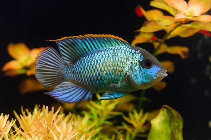 Top 20 most beautiful fish in the world, their descriptions and characteristics