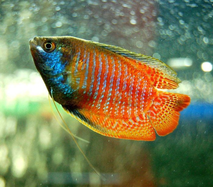 Top 20 most beautiful fish in the world, their descriptions and characteristics