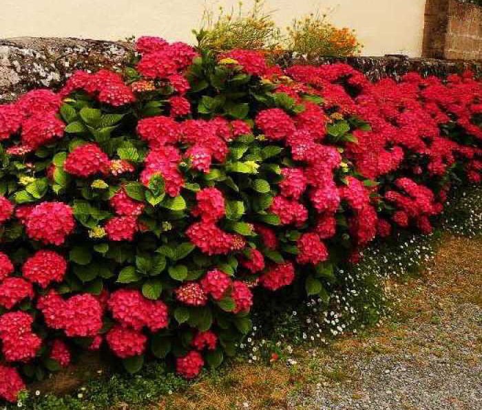 hortensia roja