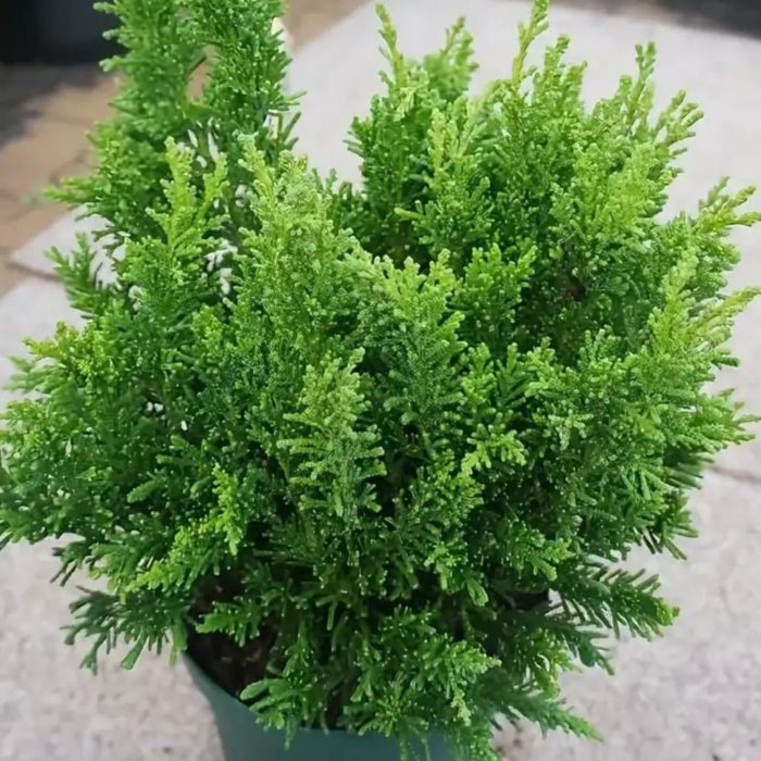 Top 12 varieties of blunt-leaved cypress with names and characteristics