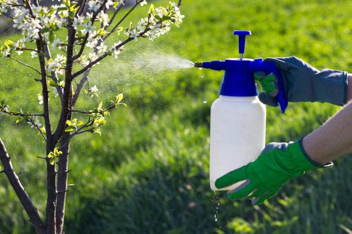 procesamiento de fotografías con insecticida bifentrina