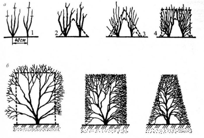 Scheme for pruning vesicle carp photo