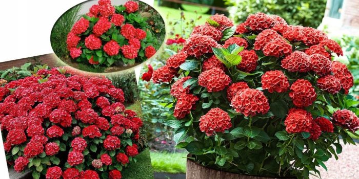 Foto der großblättrigen Hortensie Hot Red