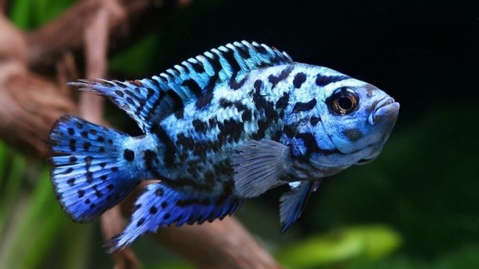 Top 20 most beautiful fish in the world, their descriptions and characteristics