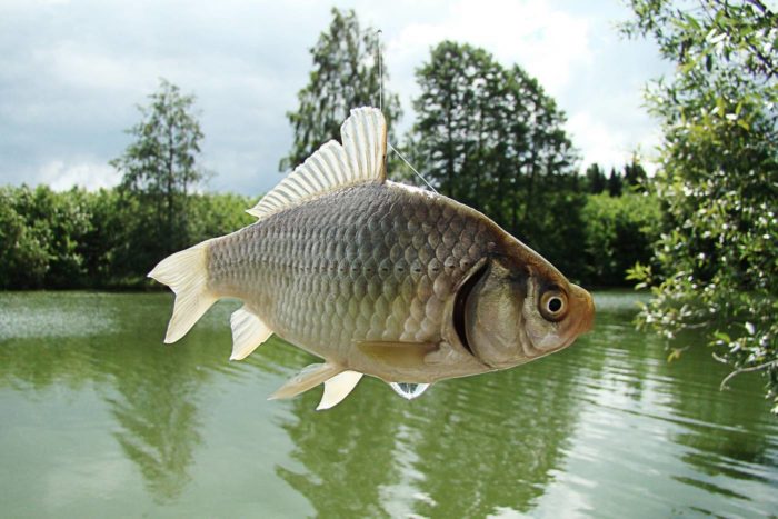 crucian carp