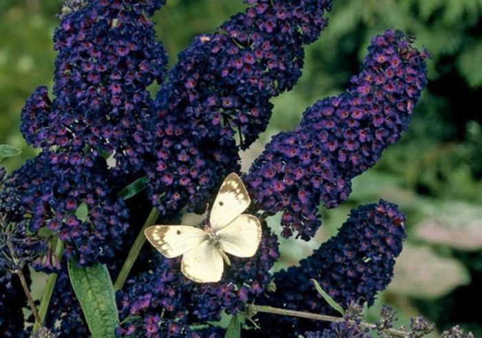 buddleya david musta ritari