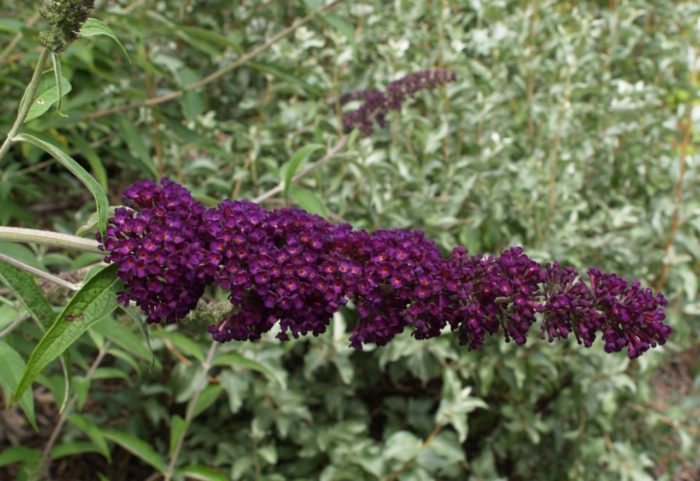 buddleya David fekete lovag