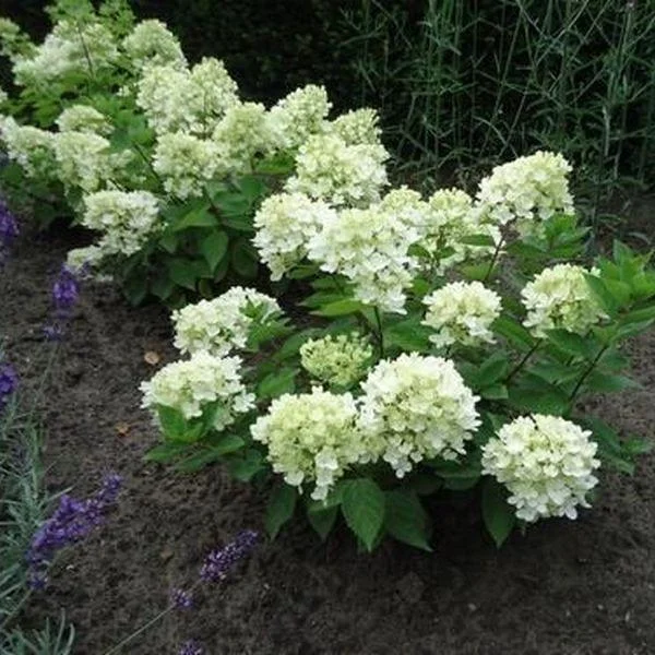 Hydrangea paniculata bombshell