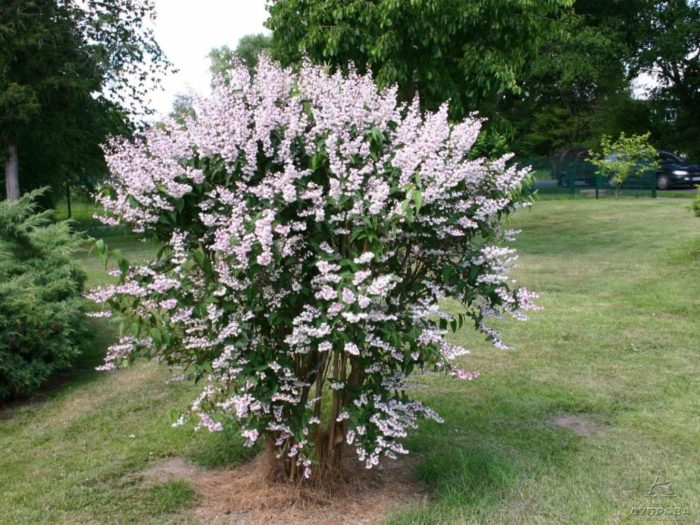 Deutzia çalı fotoğrafı