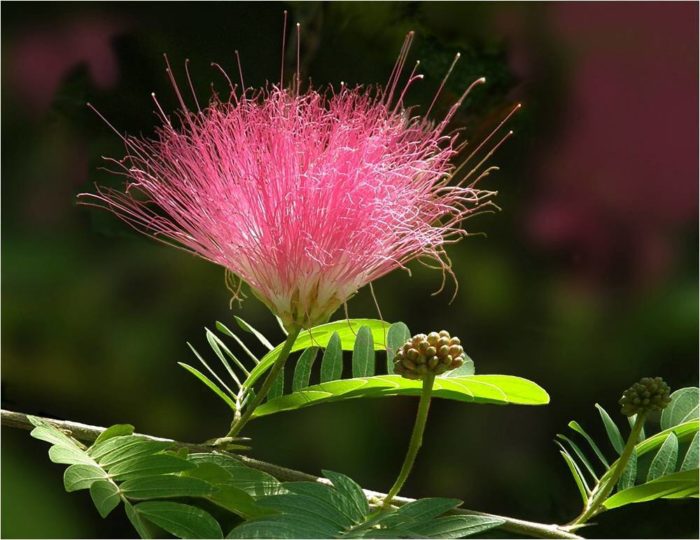  albizia