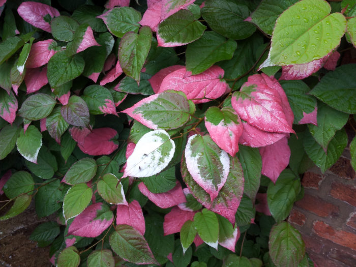 Actinidia Kolomikta Adam