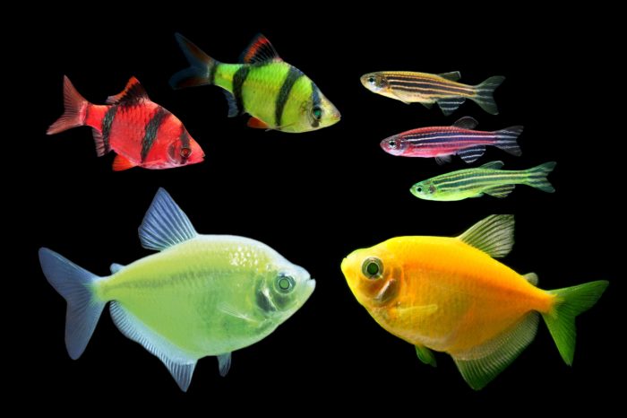 Top 20 most beautiful fish in the world, their descriptions and characteristics