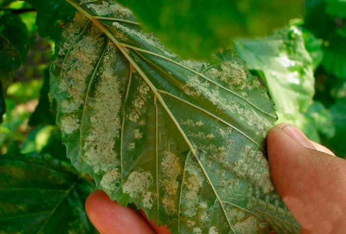 Descripción de las enfermedades y plagas de las lilas: cómo tratarlas, métodos de tratamiento.