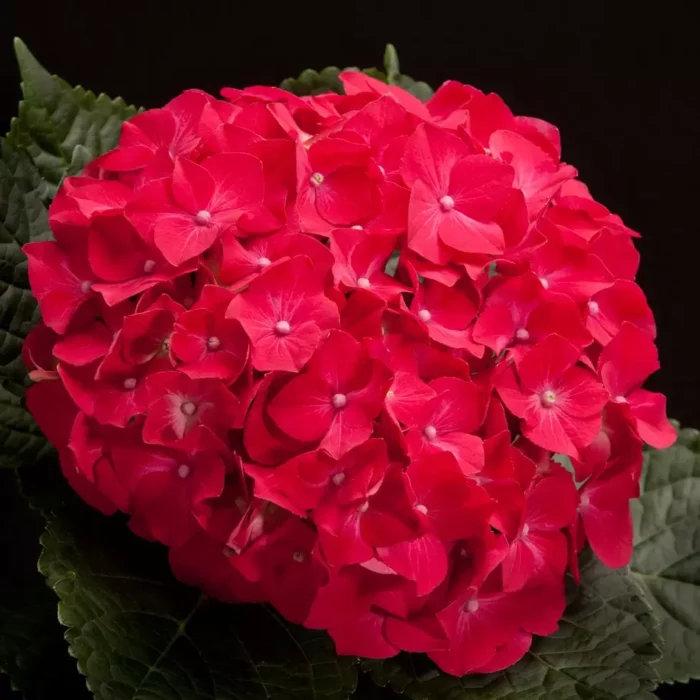 malaking dahon hydrangea Hot Red