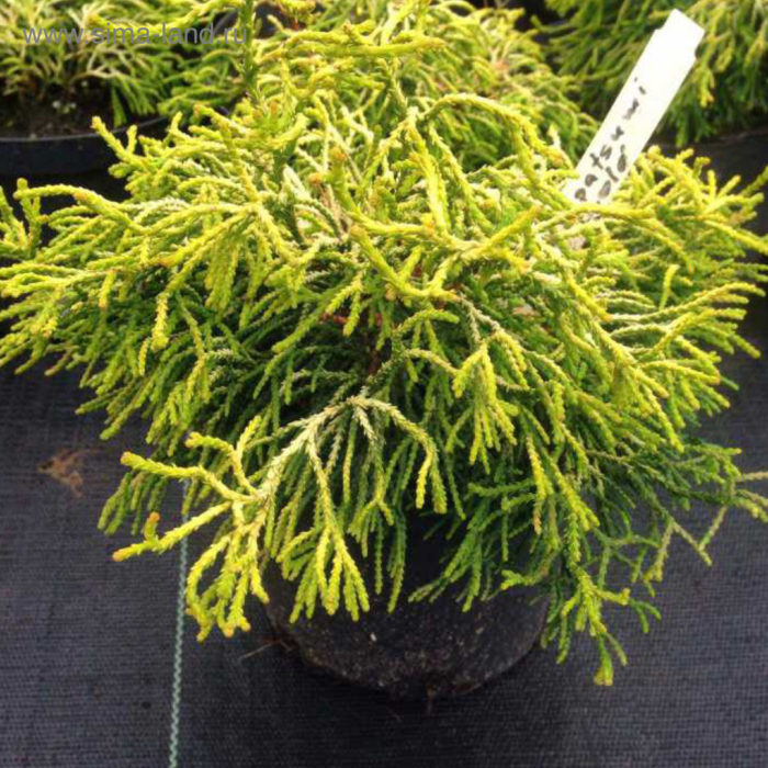 Top 12 varieties of blunt-leaved cypress with names and characteristics