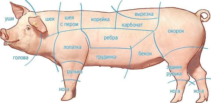 Artillet de porc: on és quina part d'un porc?