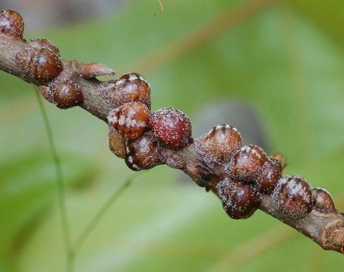 Description des maladies et des ravageurs du lilas - comment y faire face, méthodes de traitement