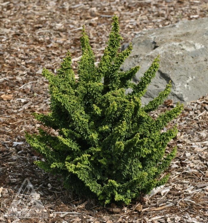 Top 12 varieties of blunt-leaved cypress with names and characteristics