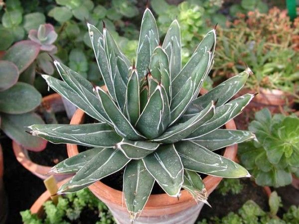 fleurs de la photo de famille d'agave