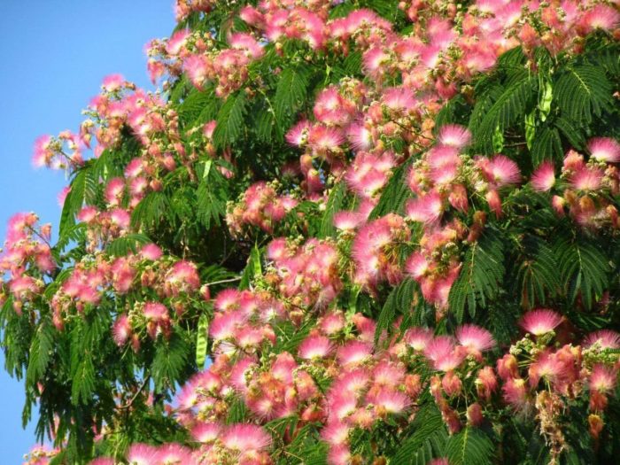 Beschreibung von Albizia