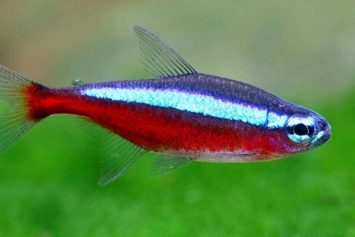 Top 20 most beautiful fish in the world, their descriptions and characteristics