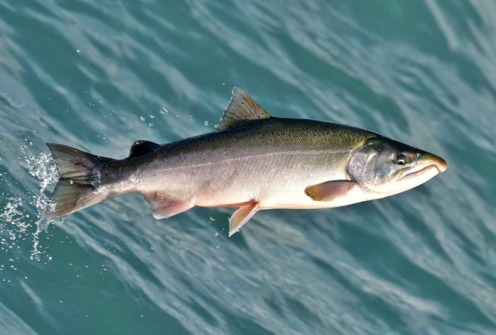 Die 25 beliebtesten Sorten und Rassen roter Fische, wo sie leben und wie sie aussehen