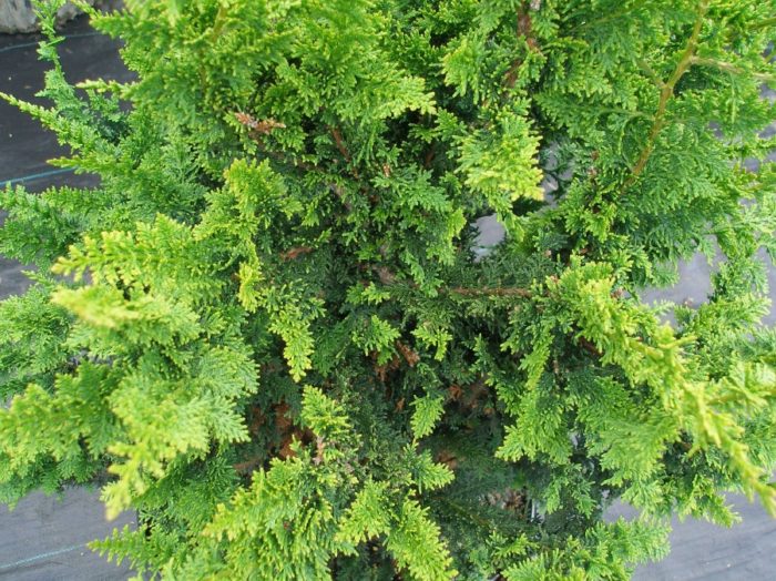 Top 12 varieties of blunt-leaved cypress with names and characteristics