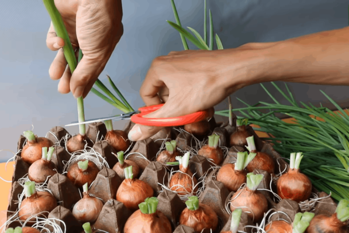 How to cut onions correctly