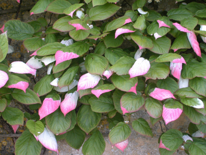 Actinidia Kolomikta Adam larawan