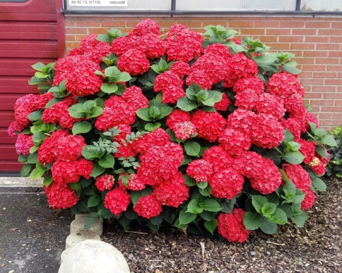 foto de hortensia roja