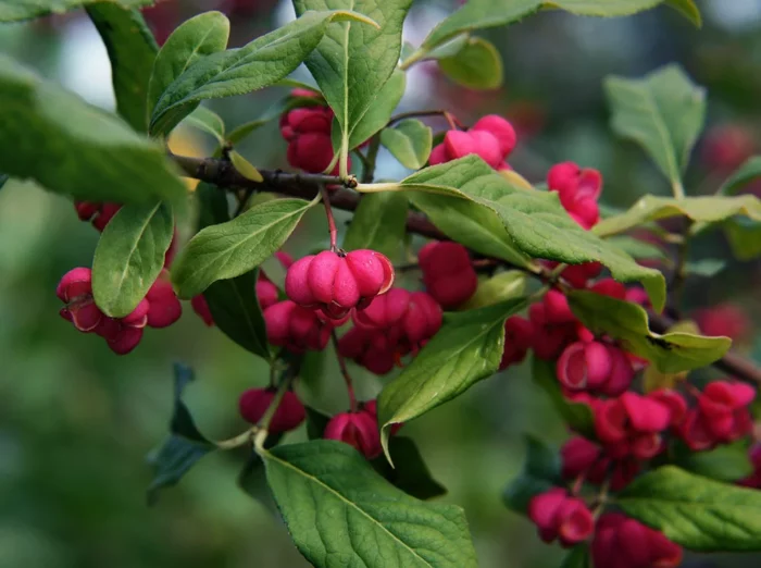 Euonymus evropský: výsadba a péče, reprodukce