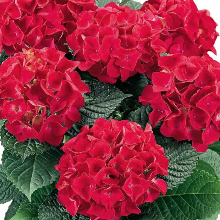 malaking-dahon hydrangea Hot Red larawan