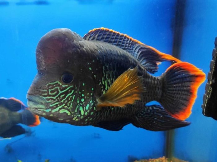 Top 20 most beautiful fish in the world, their descriptions and characteristics