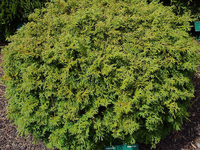 Top 12 varieties of blunt-leaved cypress with names and characteristics