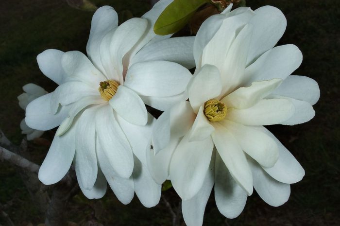 estrella magnolia