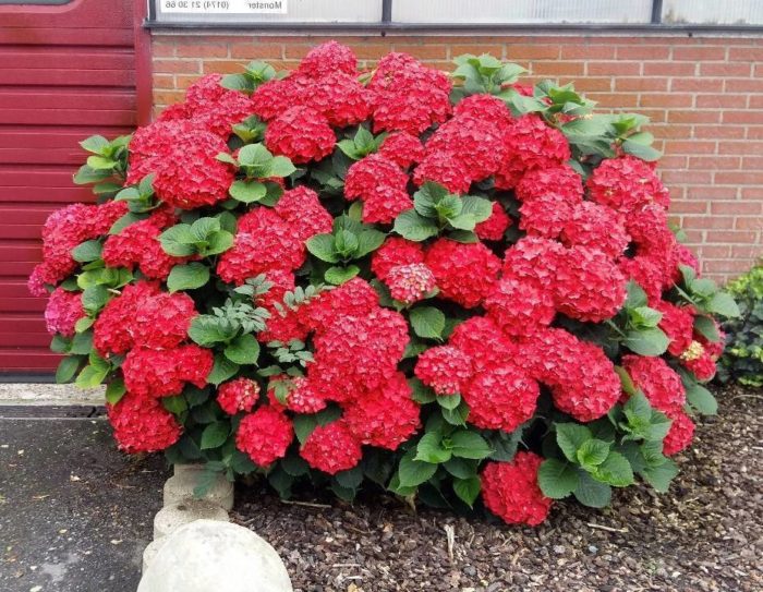 Foto der großblättrigen Hortensie Hot Red