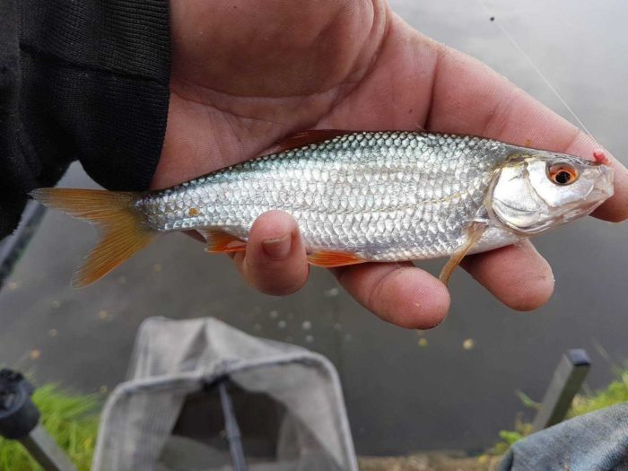 What kind of chebak fish is this - its description and where it is found, spawning and use